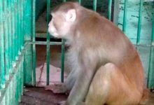 Photo of Un mono «alcohólico» mata a un hombre y hiere a 250 personas en La India